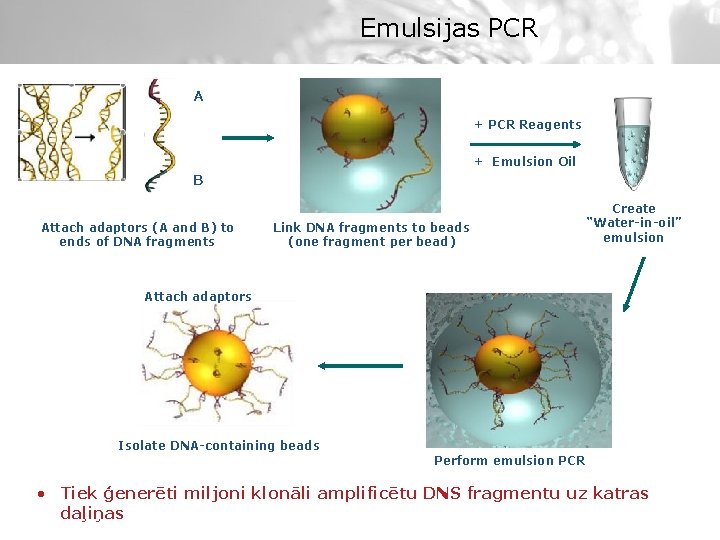 Emulsijas PCR A + PCR Reagents + Emulsion Oil B Attach adaptors (A and