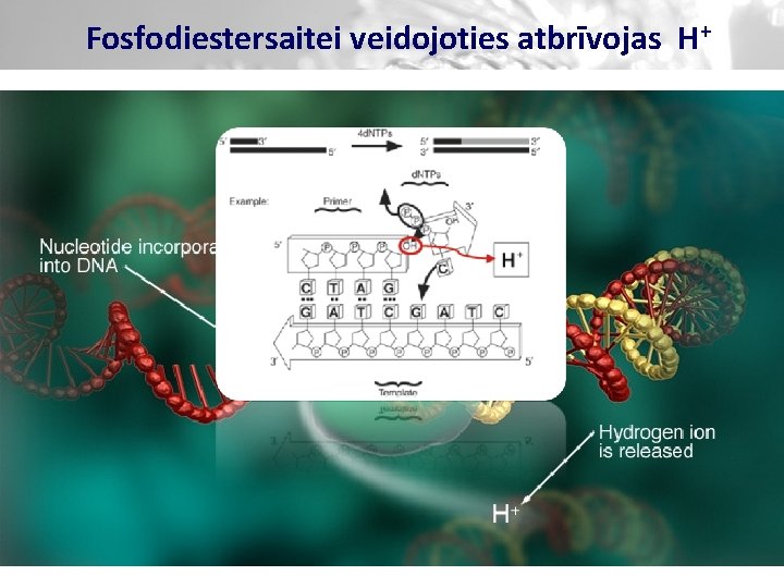 Fosfodiestersaitei veidojoties atbrīvojas H+ 