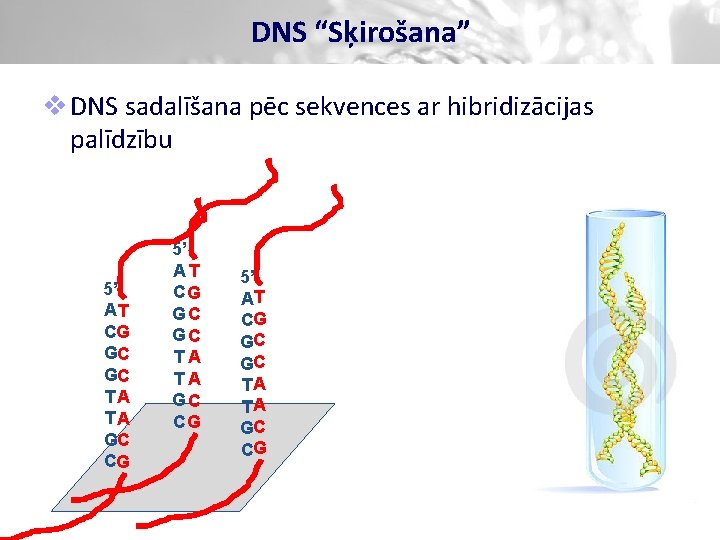 DNS “Sķirošana” v DNS sadalīšana pēc sekvences ar hibridizācijas palīdzību 5’ AT CG GC