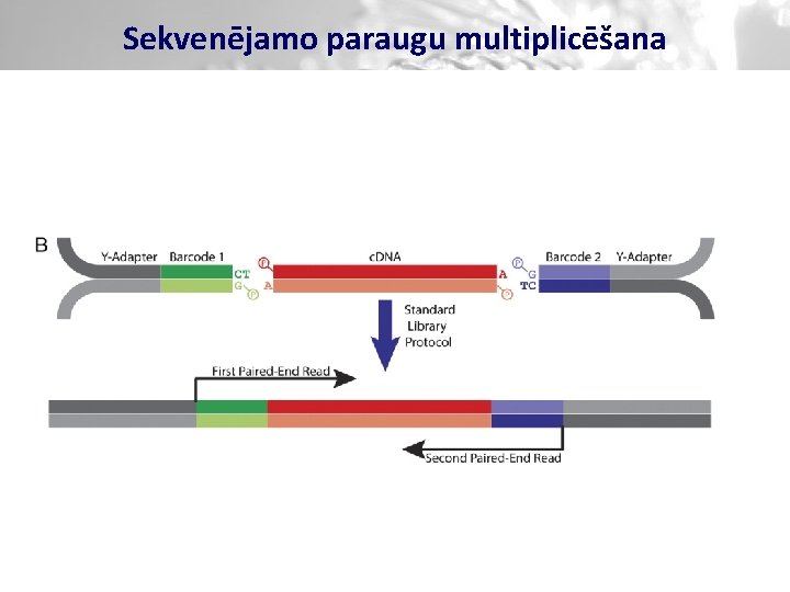 Sekvenējamo paraugu multiplicēšana 