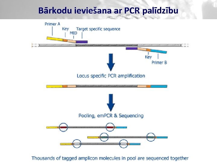 Bārkodu ieviešana ar PCR palīdzību 