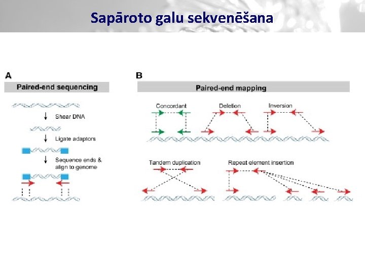 Sapāroto galu sekvenēšana 