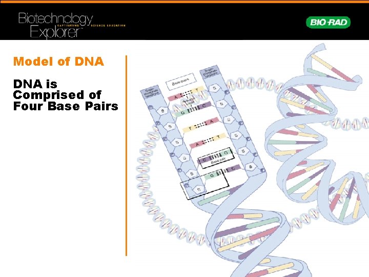 Model of DNA is Comprised of Four Base Pairs 