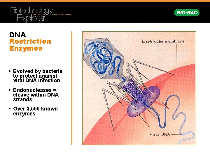 DNA Restriction Enzymes • Evolved by bacteria to protect against viral DNA infection •
