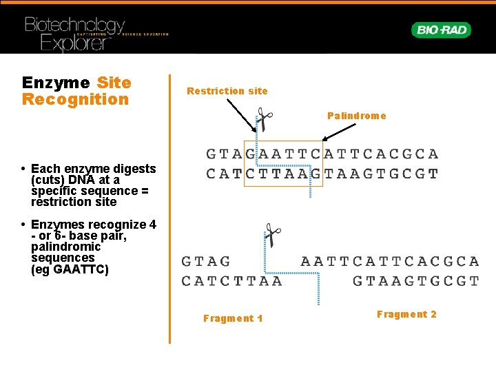 Enzyme Site Recognition Restriction site Palindrome • Each enzyme digests (cuts) DNA at a