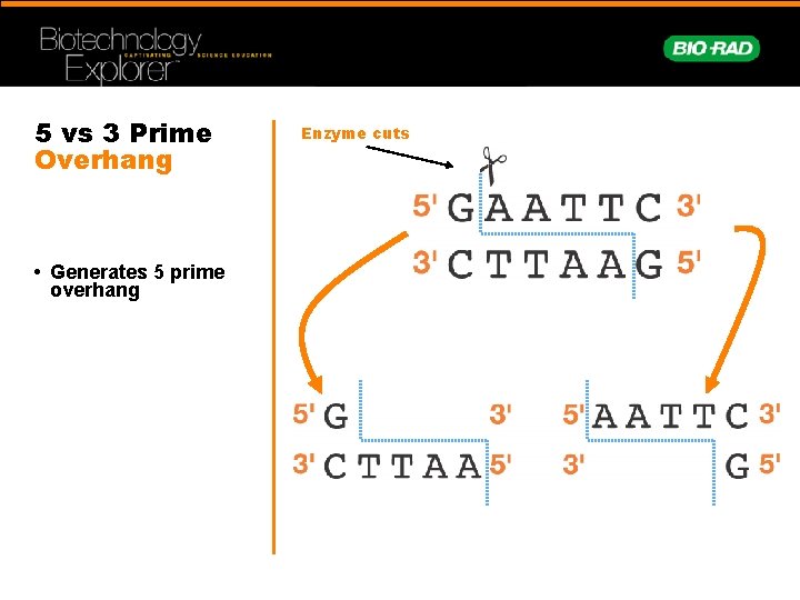5 vs 3 Prime Overhang • Generates 5 prime overhang Enzyme cuts 