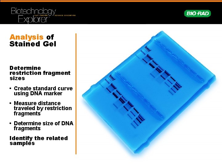 Analysis of Stained Gel Determine restriction fragment sizes • Create standard curve using DNA