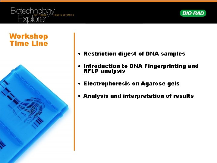 Workshop Time Line • Restriction digest of DNA samples • Introduction to DNA Fingerprinting