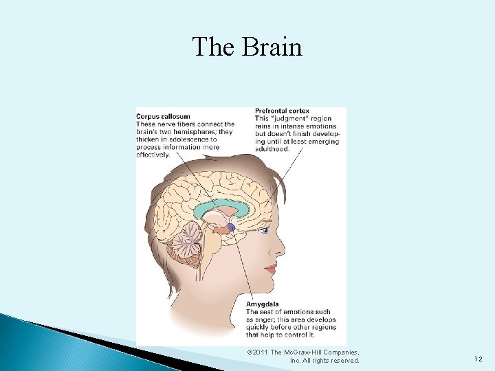 The Brain © 2011 The Mc. Graw-Hill Companies, Inc. All rights reserved. 12 