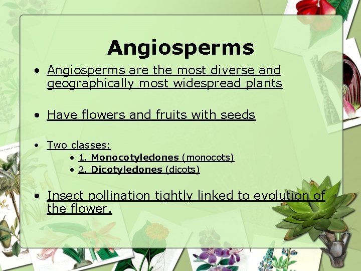 Angiosperms • Angiosperms are the most diverse and geographically most widespread plants • Have