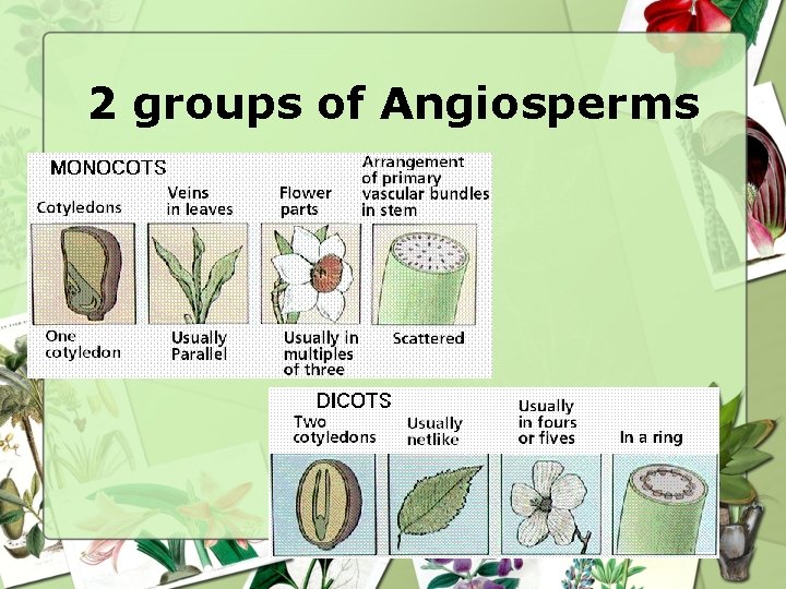 2 groups of Angiosperms • Monocot 