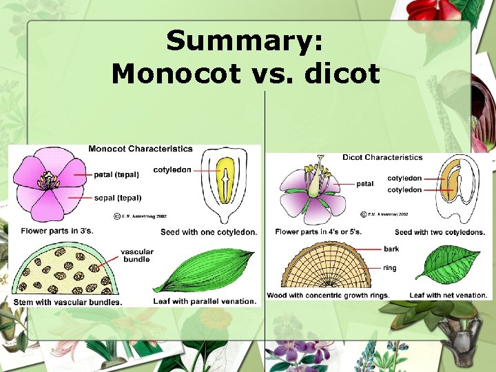 Summary: Monocot vs. dicot 