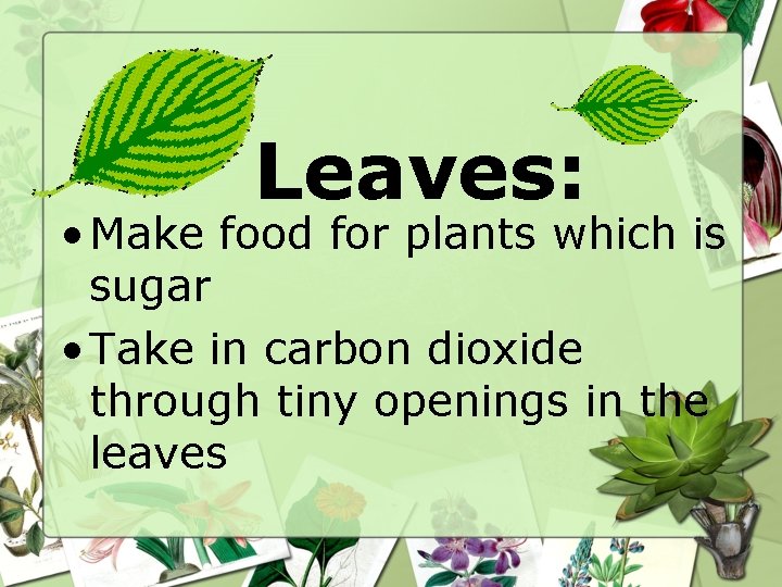 Leaves: • Make food for plants which is sugar • Take in carbon dioxide