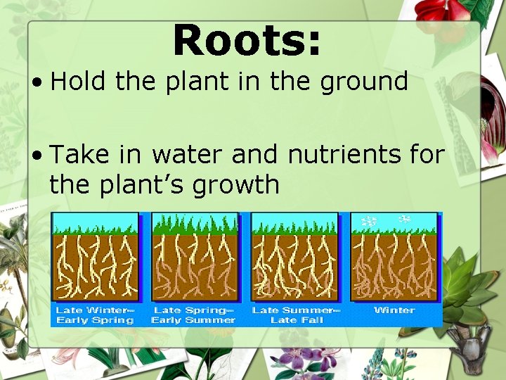 Roots: • Hold the plant in the ground • Take in water and nutrients