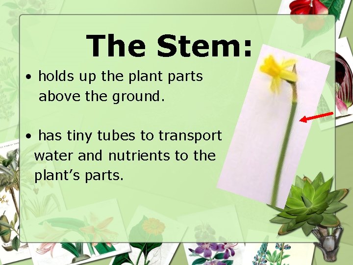 The Stem: • holds up the plant parts above the ground. • has tiny
