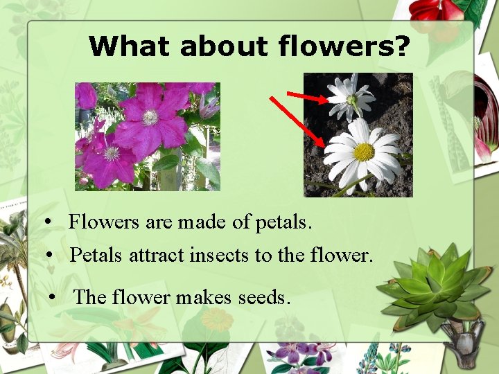 What about flowers? • Flowers are made of petals. • Petals attract insects to