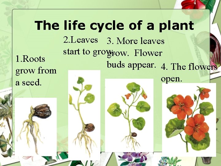 The life cycle of a plant 2. Leaves 3. More leaves start to grow.