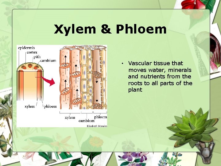 Xylem & Phloem • Vascular tissue that moves water, minerals and nutrients from the