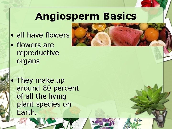 Angiosperm Basics • all have flowers • flowers are reproductive organs • They make