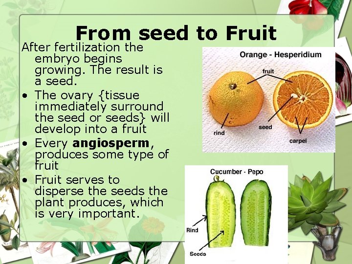 From seed to Fruit After fertilization the embryo begins growing. The result is a