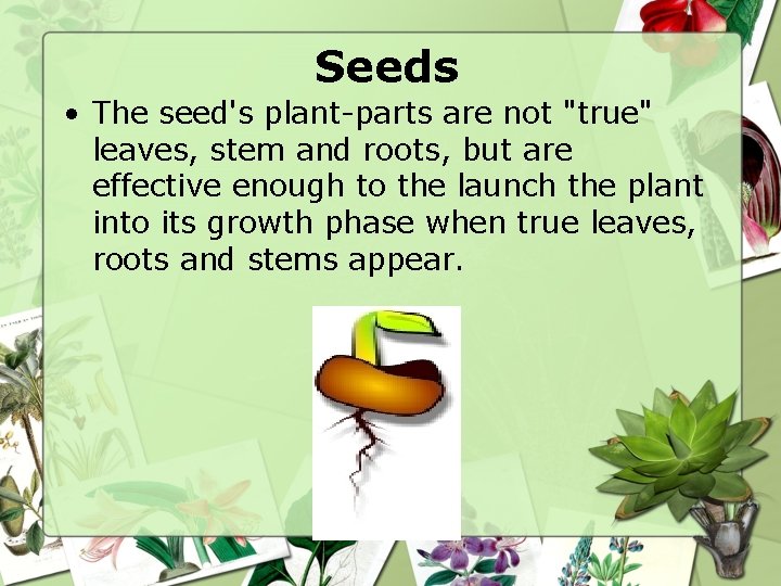 Seeds • The seed's plant-parts are not "true" leaves, stem and roots, but are