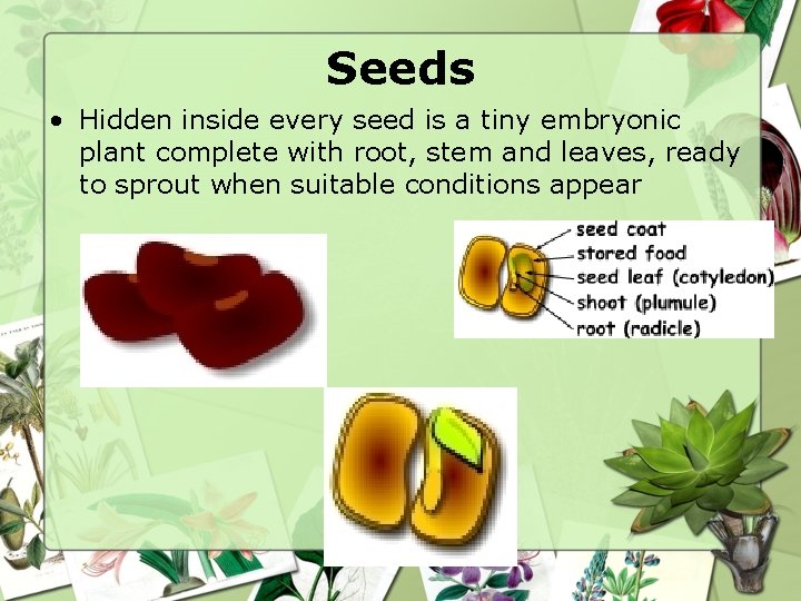 Seeds • Hidden inside every seed is a tiny embryonic plant complete with root,