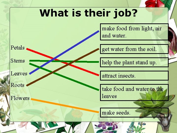 What is their job? make food from light, air and water. Petals get water