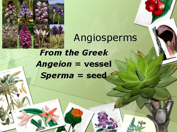 Angiosperms From the Greek Angeion = vessel Sperma = seed 