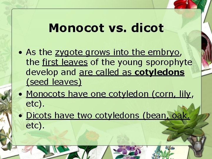 Monocot vs. dicot • As the zygote grows into the embryo, the first leaves