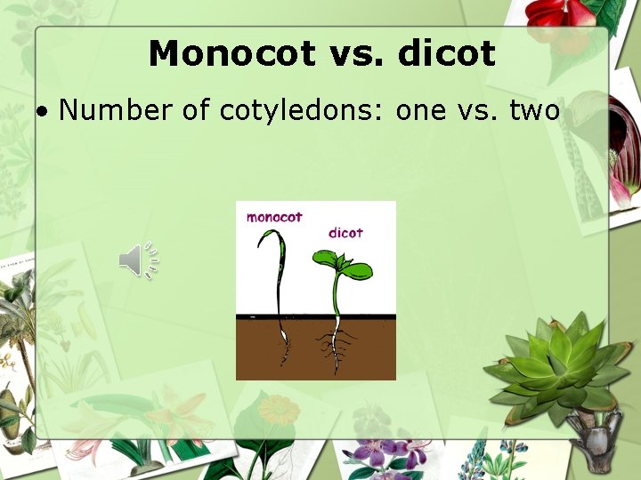 Monocot vs. dicot • Number of cotyledons: one vs. two 