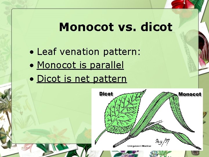 Monocot vs. dicot • Leaf venation pattern: • Monocot is parallel • Dicot is