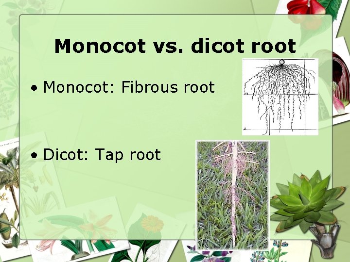 Monocot vs. dicot root • Monocot: Fibrous root • Dicot: Tap root 