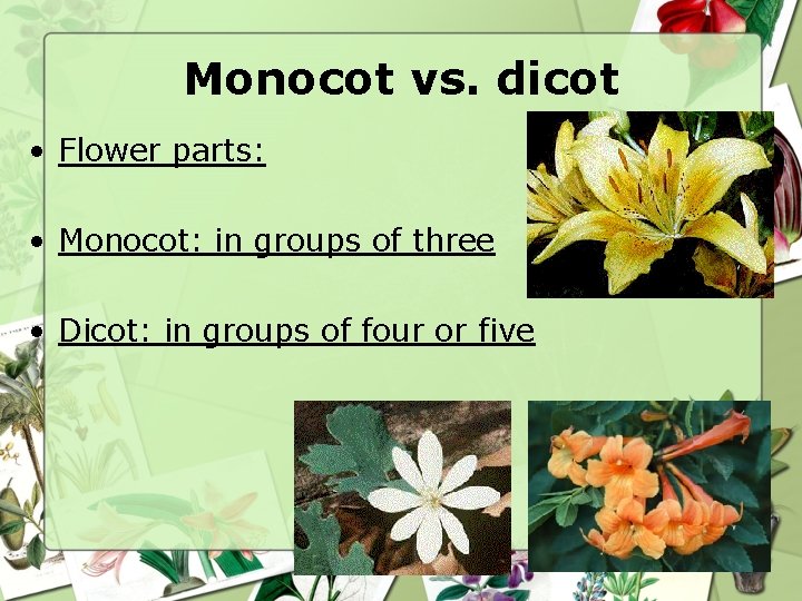 Monocot vs. dicot • Flower parts: • Monocot: in groups of three • Dicot: