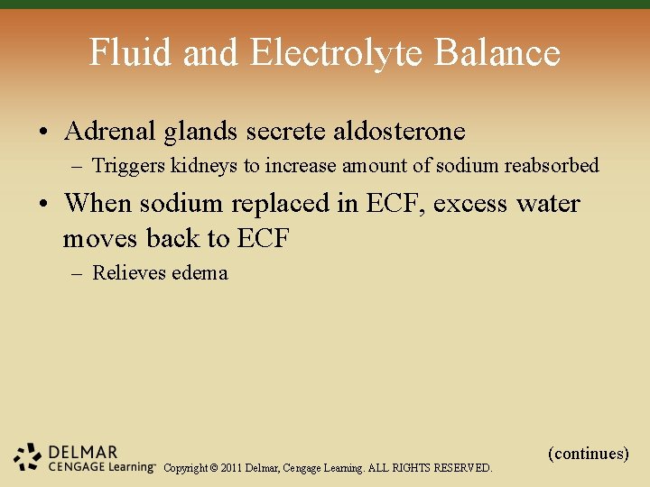 Fluid and Electrolyte Balance • Adrenal glands secrete aldosterone – Triggers kidneys to increase