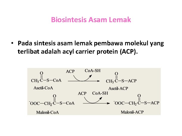 Biosintesis Asam Lemak • Pada sintesis asam lemak pembawa molekul yang terlibat adalah acyl