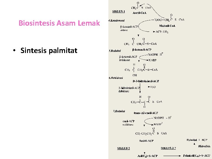 Biosintesis Asam Lemak • Sintesis palmitat 