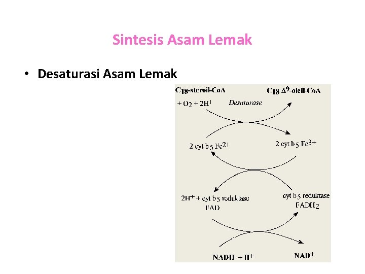 Sintesis Asam Lemak • Desaturasi Asam Lemak 