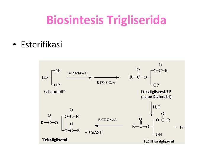 Biosintesis Trigliserida • Esterifikasi 