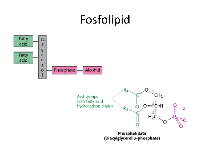 Fosfolipid 