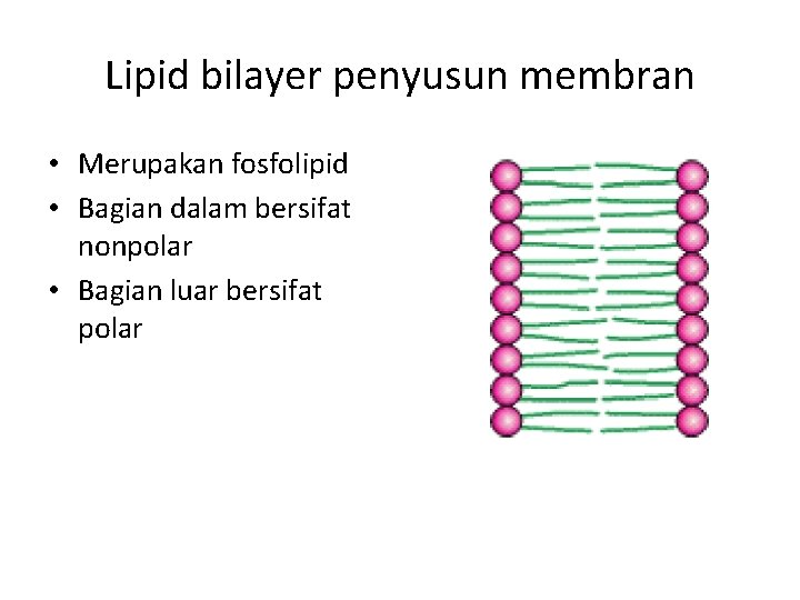 Lipid bilayer penyusun membran • Merupakan fosfolipid • Bagian dalam bersifat nonpolar • Bagian