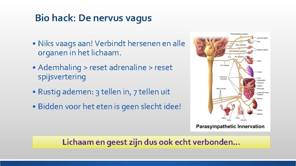 Bio hack: De nervus vagus § Niks vaags aan! Verbindt hersenen en alle organen