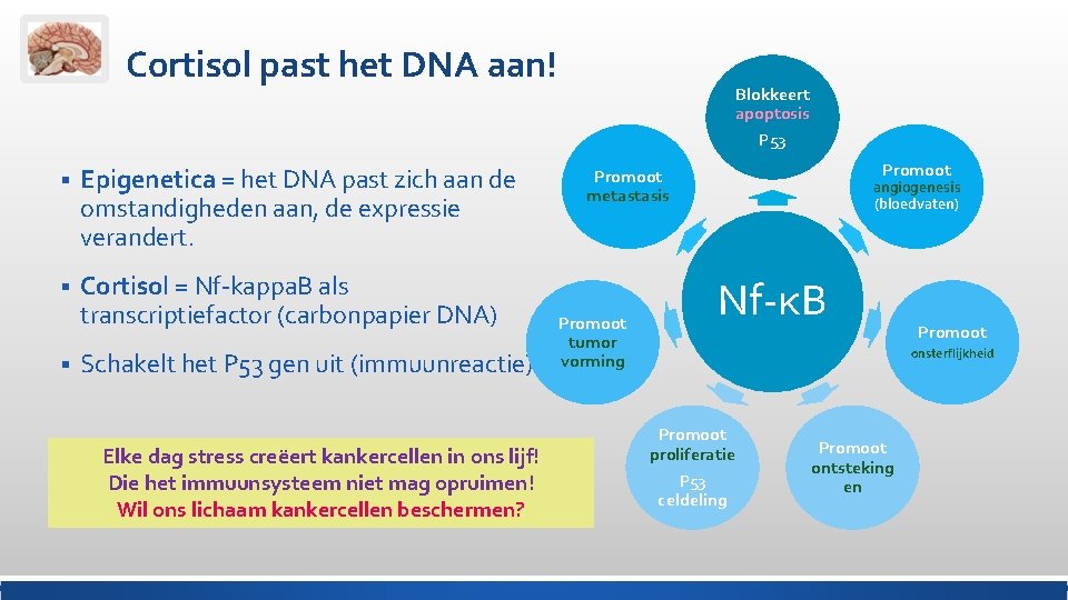 Cortisol past het DNA aan! § Epigenetica = het DNA past zich aan de