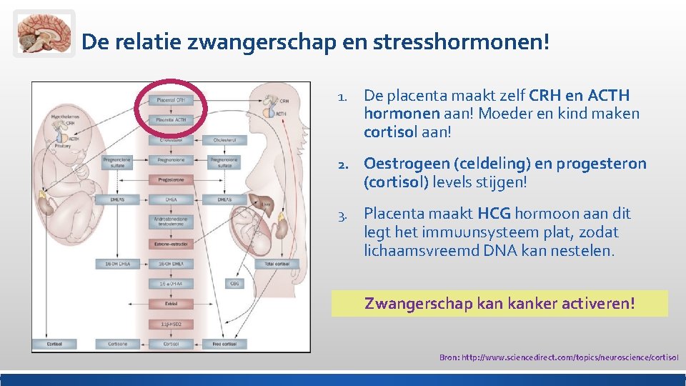 De relatie zwangerschap en stresshormonen! 1. De placenta maakt zelf CRH en ACTH hormonen