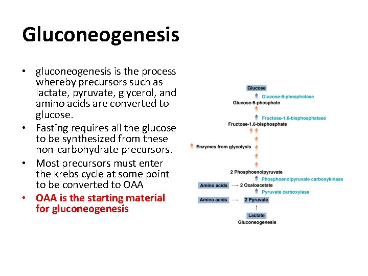 Gluconeogenese glycerin Unterschied zwischen