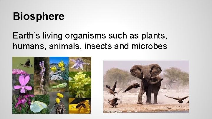 Biosphere Earth’s living organisms such as plants, humans, animals, insects and microbes 