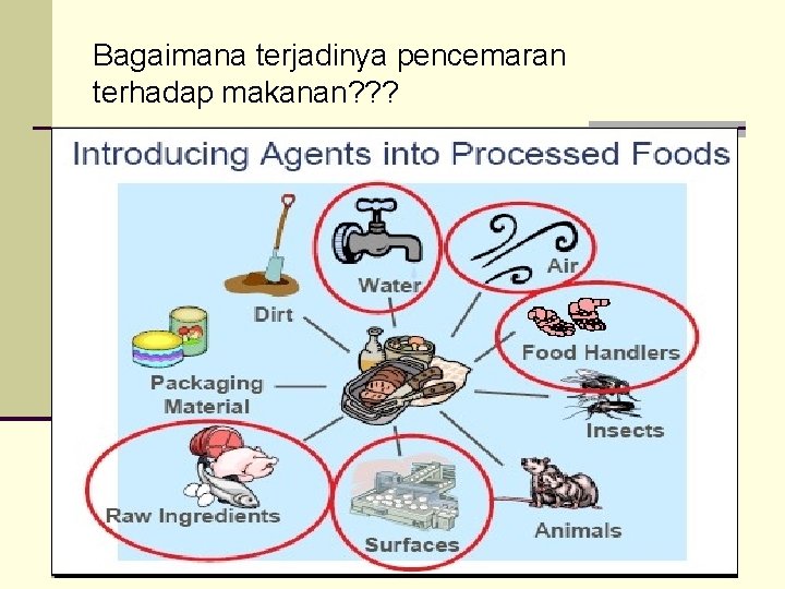 Bagaimana terjadinya pencemaran terhadap makanan? ? ? 