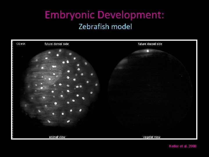 Embryonic Development: Zebrafish model Keller et al. 2008 