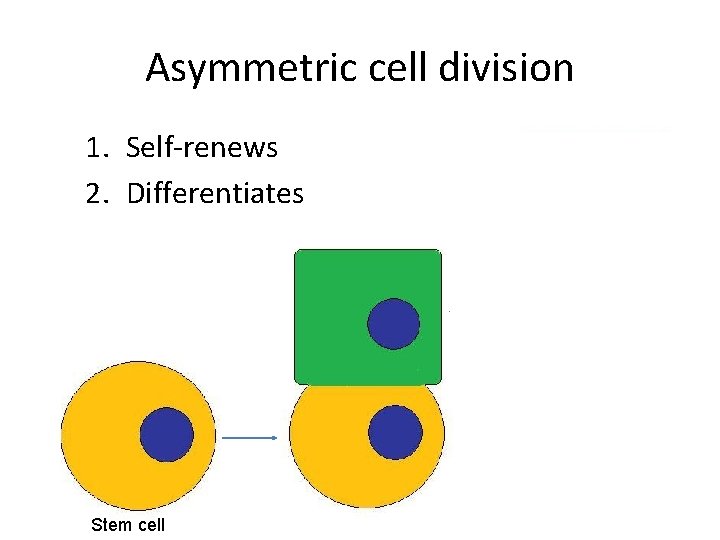 Asymmetric cell division 1. Self-renews 2. Differentiates Progenitor cell Stem cell 