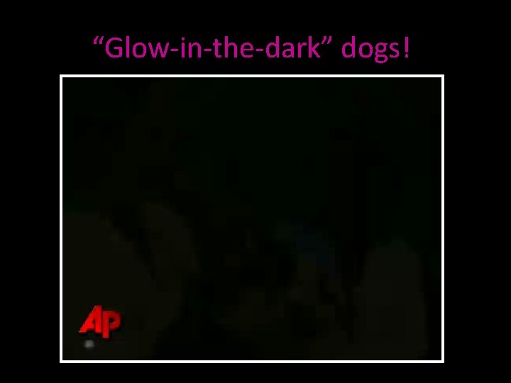 “Glow-in-the-dark” dogs! 