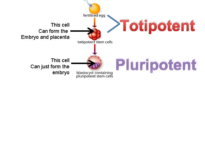 This cell Can form the Embryo and placenta This cell Can just form the